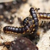 Asiomorpha coarctata Spike Millipede